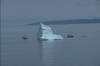 Iceberg 11 -Conception Bay