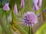 Painted 1 - Chives