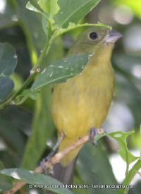 Painted Bunting, Florida, K. Bruce Lane Photography