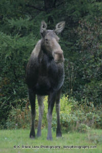 Moose, Avalon Peninsula, Newfoundland and Labrador