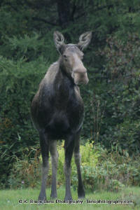 Moose, Avalon Peninsula, Newfoundland and Labrador